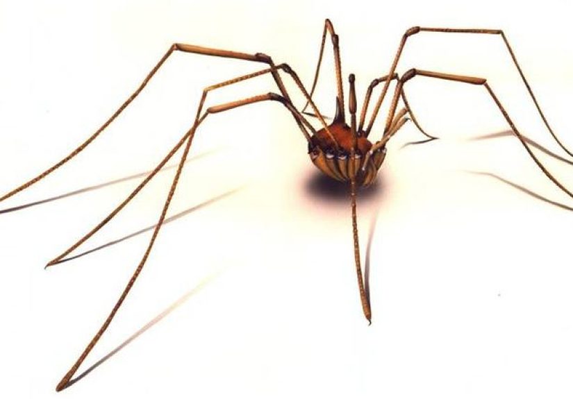 #966 Living with someone who doesn't mind killing spiders - 1000 Awesome Things
