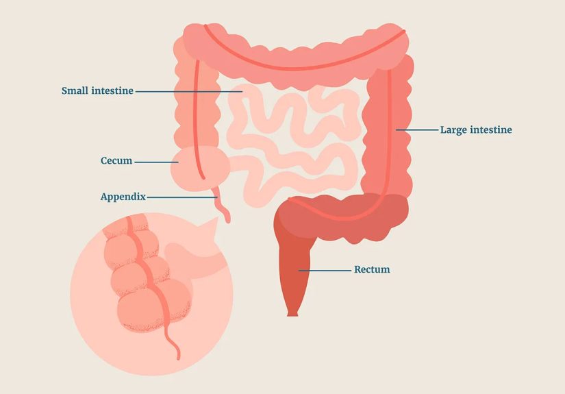 Appendix: What Is It, and What Does It Do?