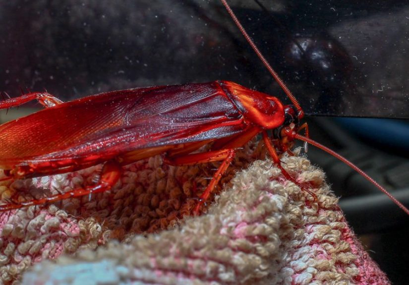Cockroach Allergy: What You Need to Know to Stay Healthy