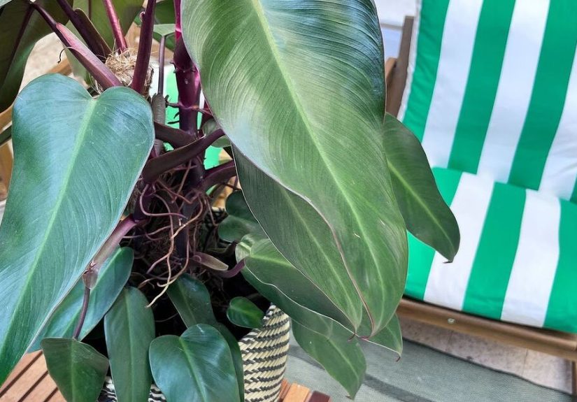 DIY Plant Jewelry: Garden Jewels For Your Larger Leafed Plants