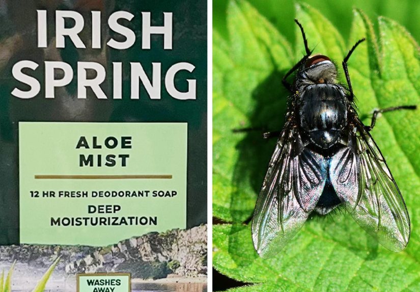 Does Irish Spring Soap Repel Mosquitoes? Experts Weigh In
