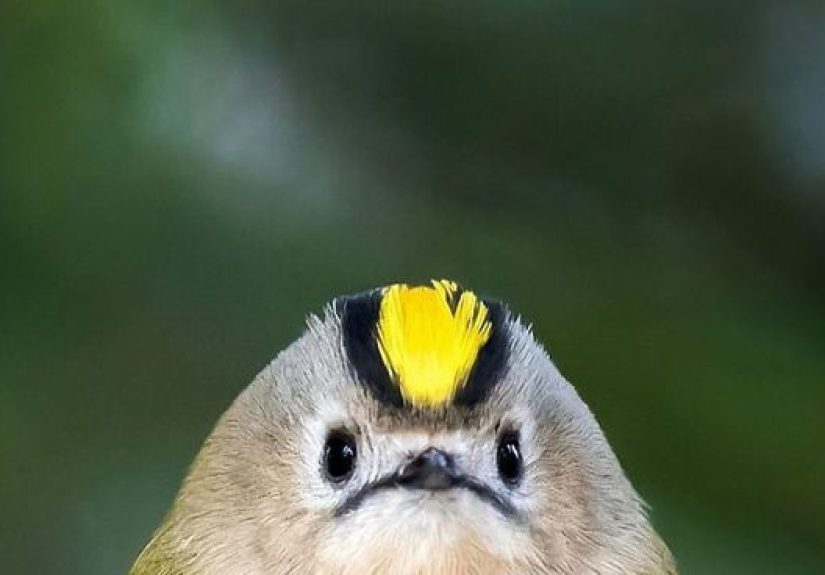 Finnish Photographer Shoots Real Life Angry Birds, And We Can’t Finish Looking At Them