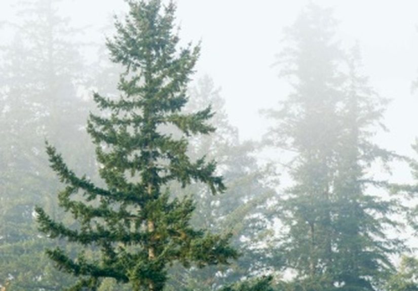 How to Kill Evergreen Trees