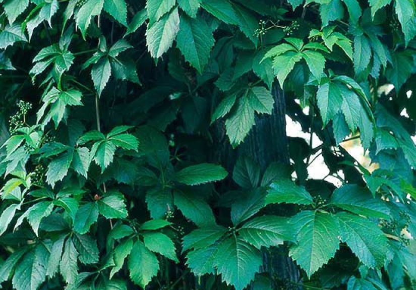 How to Plant and Grow Boston Ivy