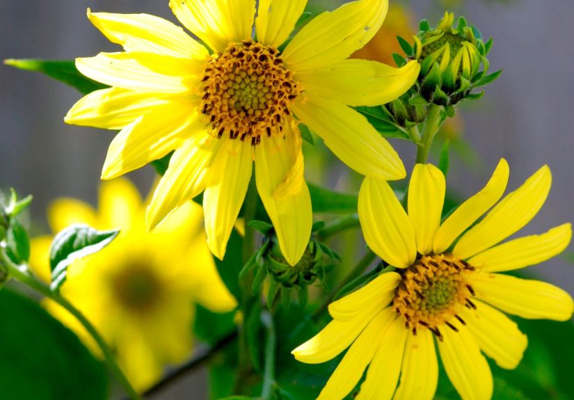 How to Plant and Grow Perennial Sunflower