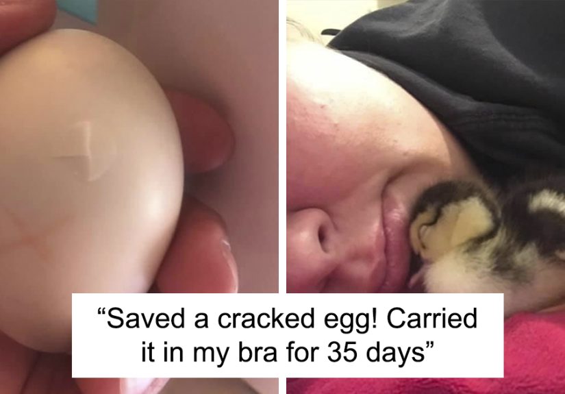 Kids Destroy Duck’s Nest, Woman Saves Cracked Egg By Carrying It in Her Bra for 35 Days