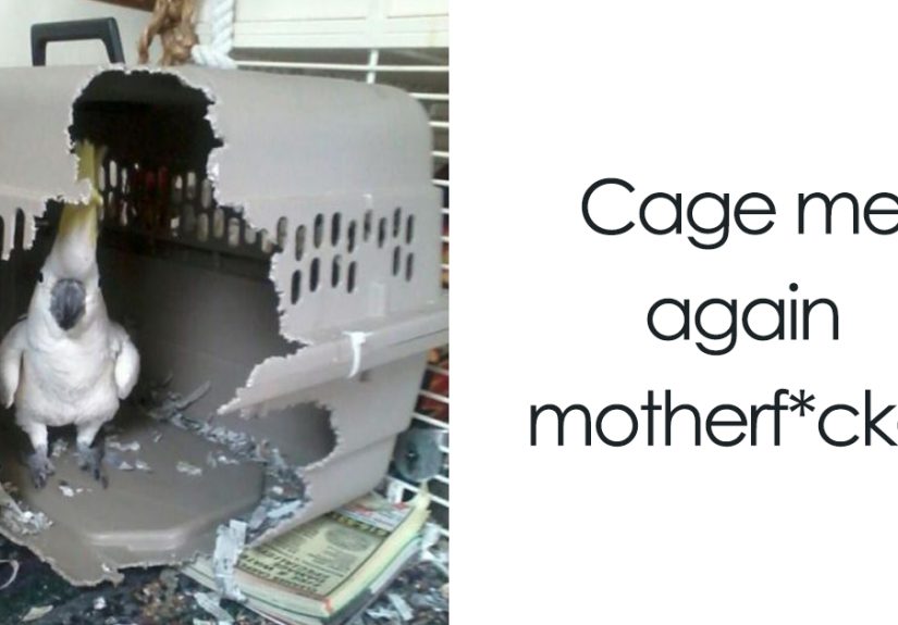 Share Pictures Of Your Pets Being Jerks