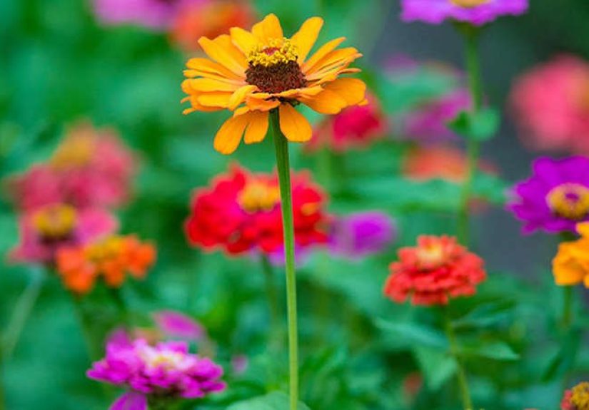 The 15 Best Flowers for Rookie Gardeners - Bob Vila