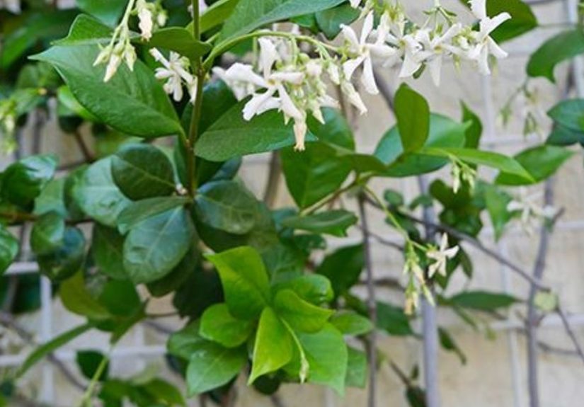 The Best Time To Prune Star Jasmine