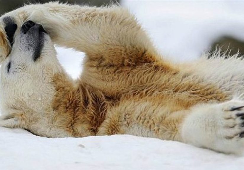 Top 10 Fascinating Facts That Are Wrong