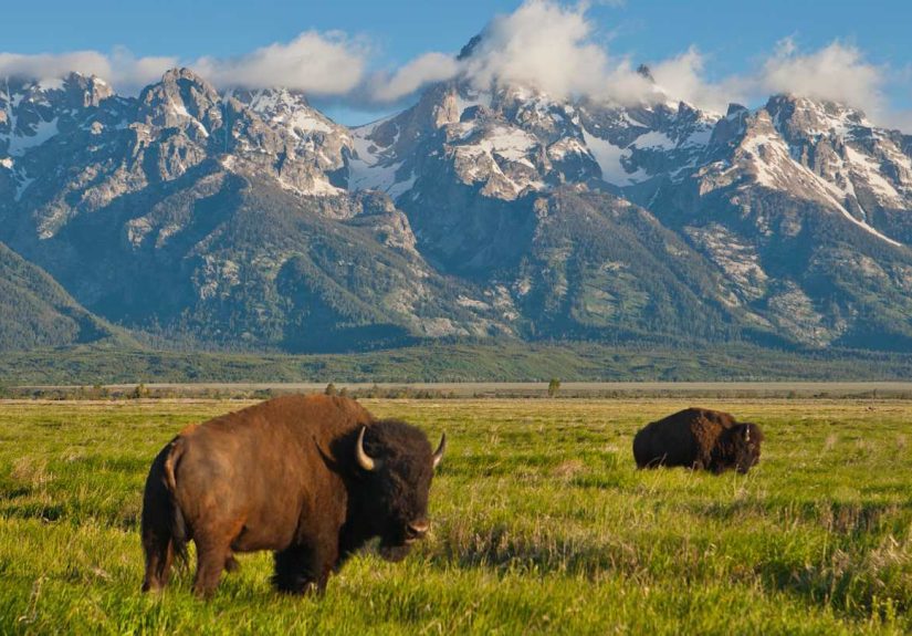 What’s the Difference Between Bison and Buffalo?
