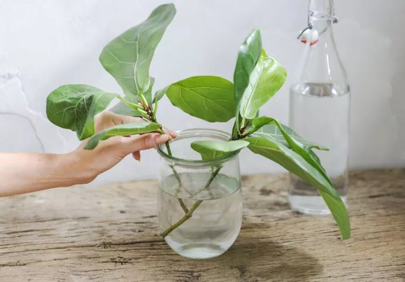 12 Water Propagation Mistakes You're Making and How to Avoid Them