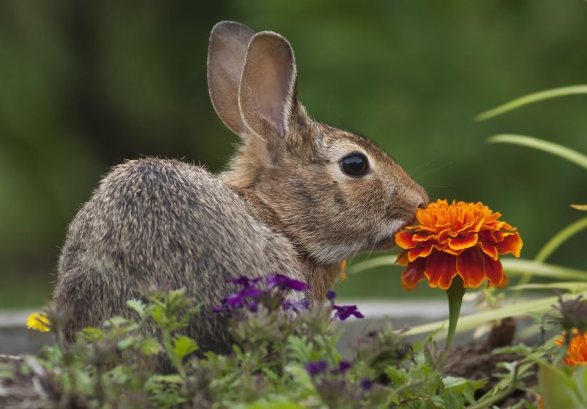 13 Ways to Keep Animals Out of Your Garden Without Harming Them