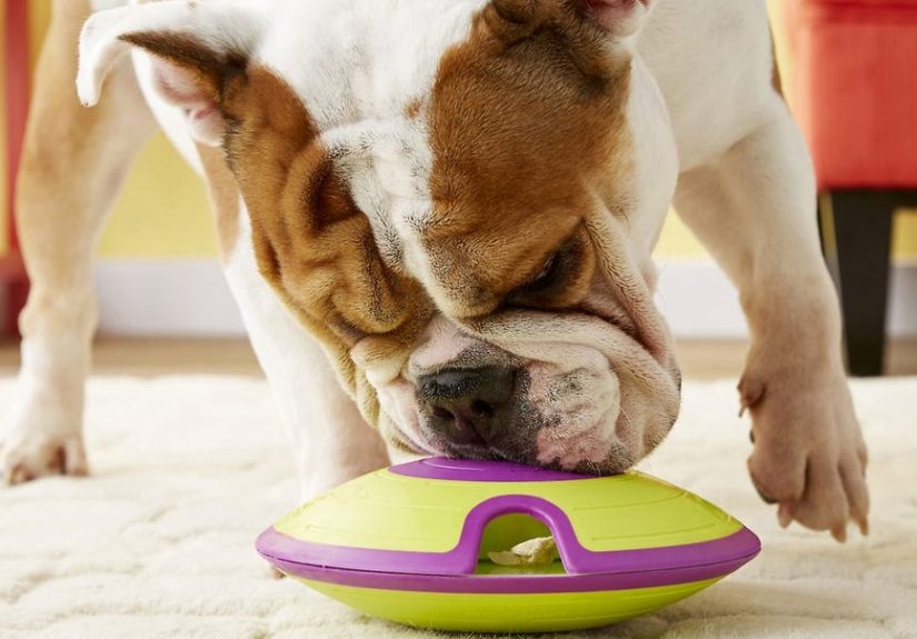 15 Best Interactive Dog Toys 2022 - Fun Interactive Dog Feeder and Treat Balls