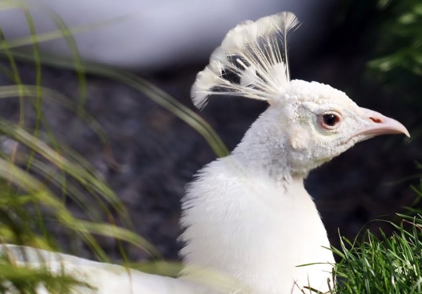 20+ Beautiful Pictures Of White Peacocks