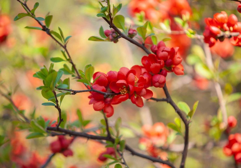 26 Great Flowering Shrubs for Sunny Locations