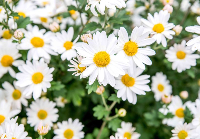 26 Types of Daisies to Grow in Your Garden