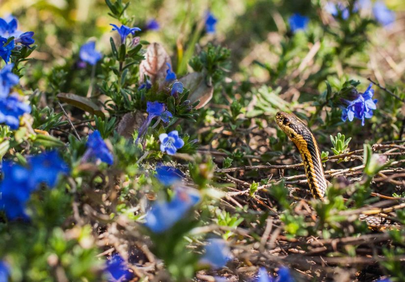 7 Natural Solutions to Keep Snakes Away from Your Yard For Good