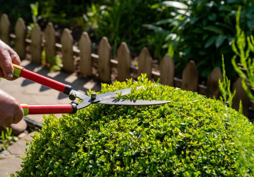 7 Plants That Don't Require Pruning - Bob Vila