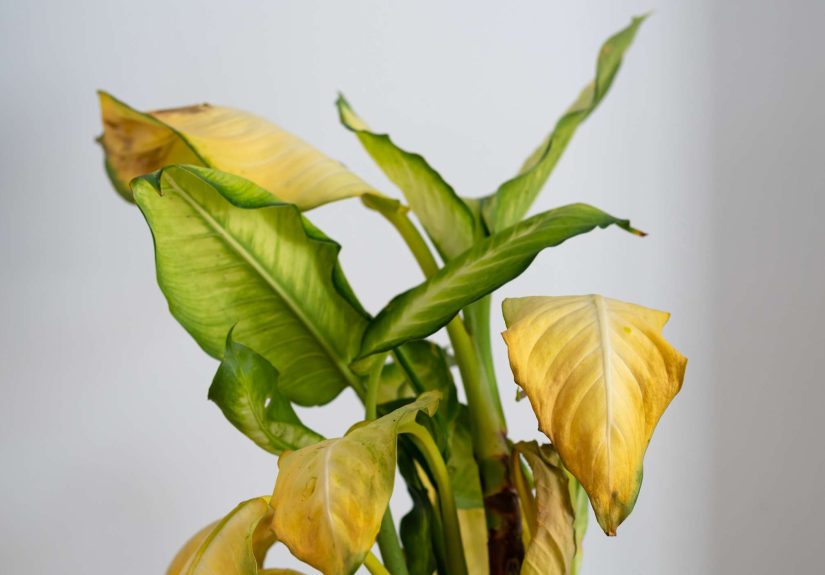 7 Reasons Why Your Dieffenbachia Leaves Are YellowingHow to Fix It