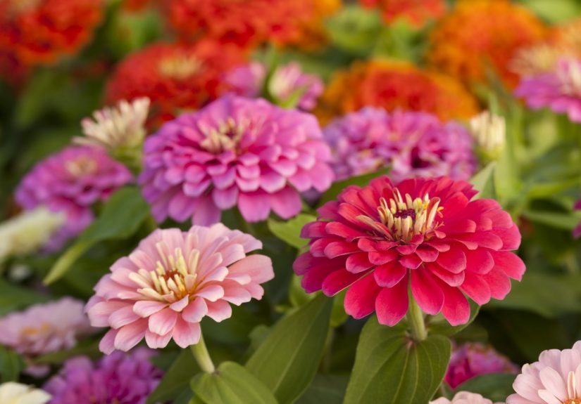 8 Fast-Growing Flowers to Plant Now for a Colorful Garden This Summer