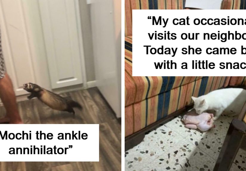 "And I'll Do It Again!": 50 Pets Who Decided Violence And Chaos Was The Way To Go