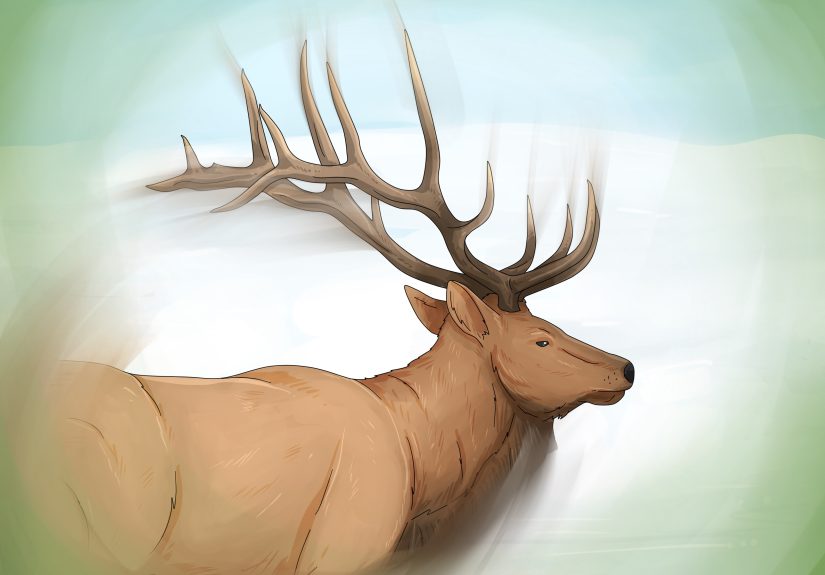 Deer Spiritual Meaning: Symbolism of Does, Stags, & More