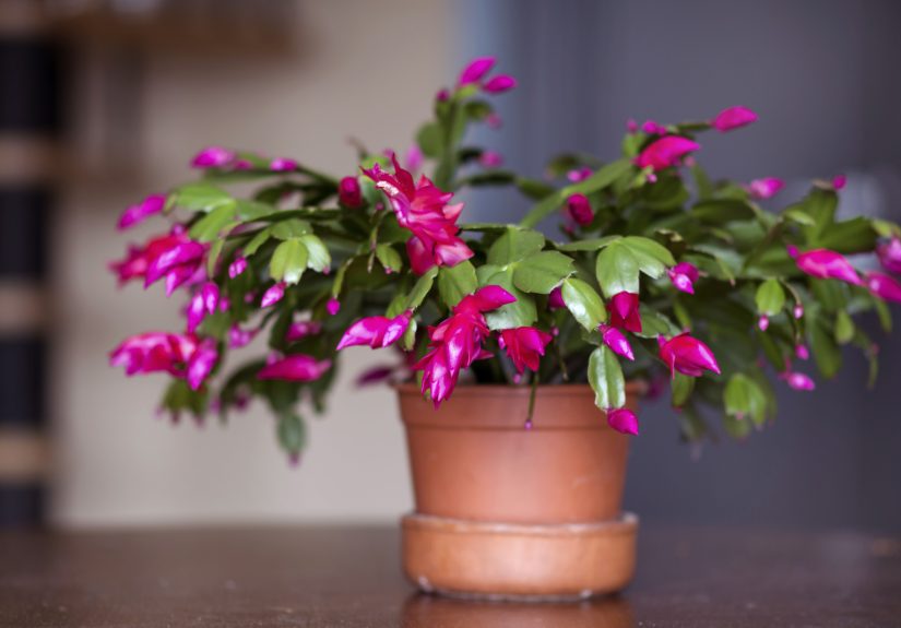 Here's How Much Water Your Christmas Cactus Really Needs