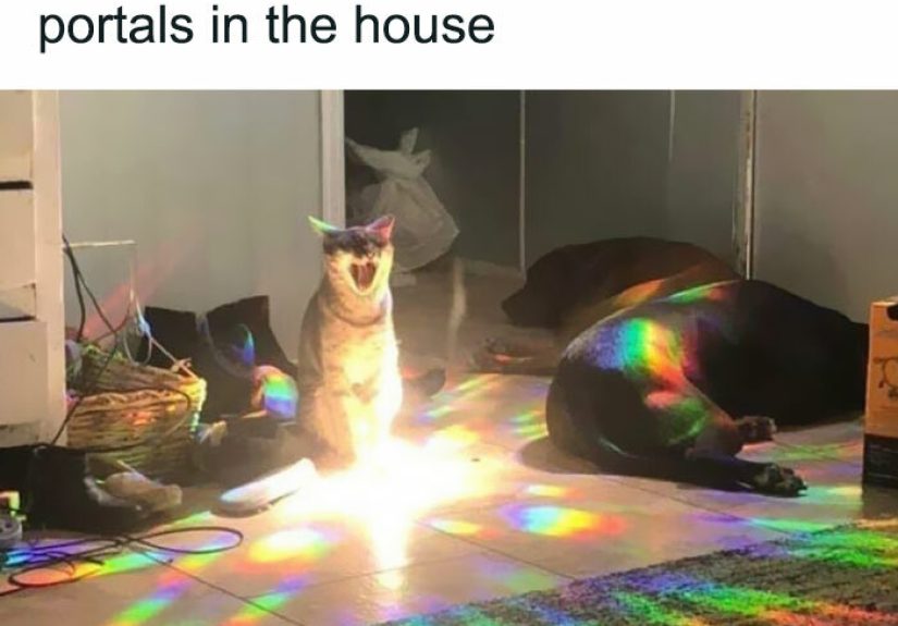 Hey Pandas, Find The Funniest Relatable Memes! Best One Wins!