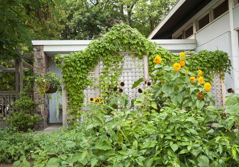 How to Build a Freestanding Garden Trellis