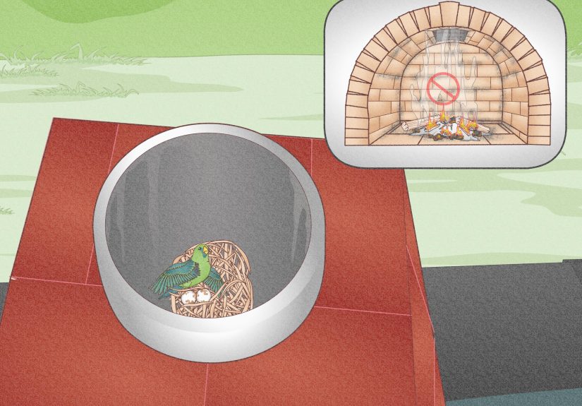 How to Get Birds Out of Your Chimney (and Keep Them Out)