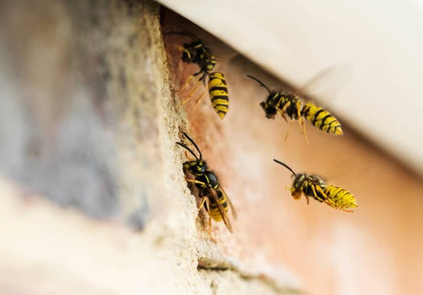 How To Get Rid of Wasps
