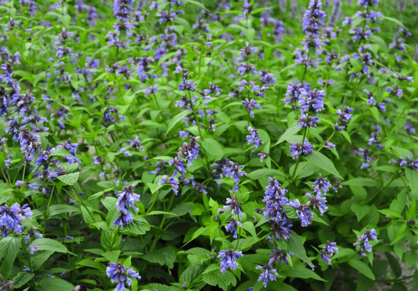 How to Grow and Care for Catmint
