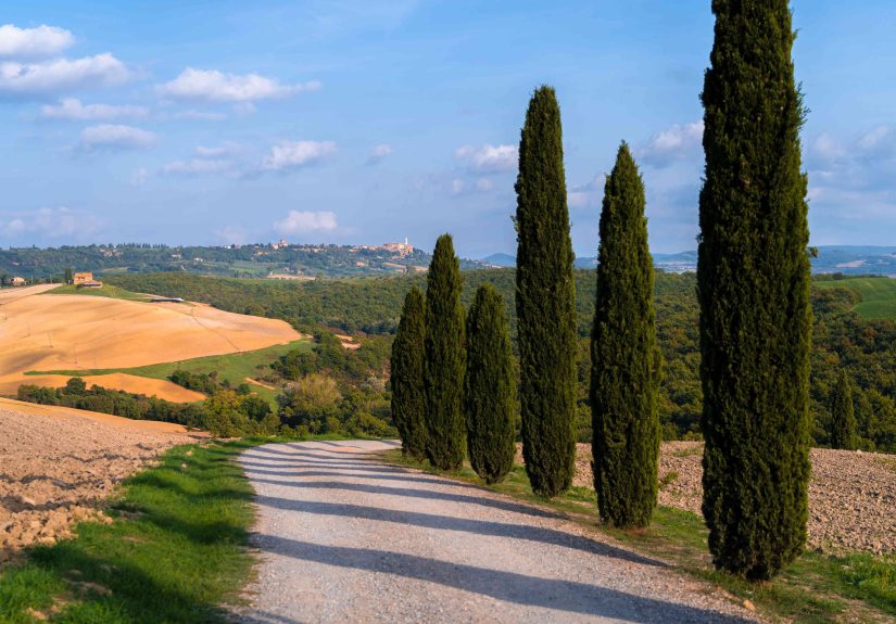 How to Grow and Care for Italian Cypress