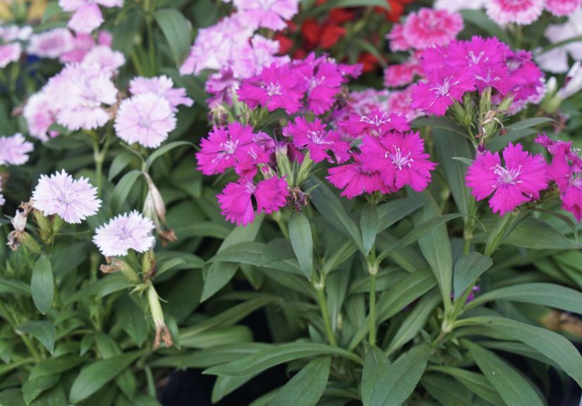 How to Grow and Care for Sweet William