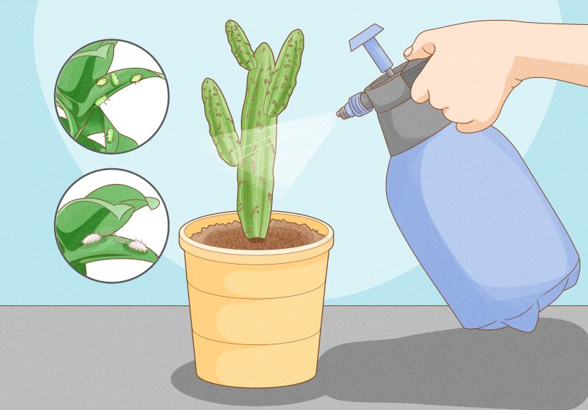 How to Grow Cactus Indoors