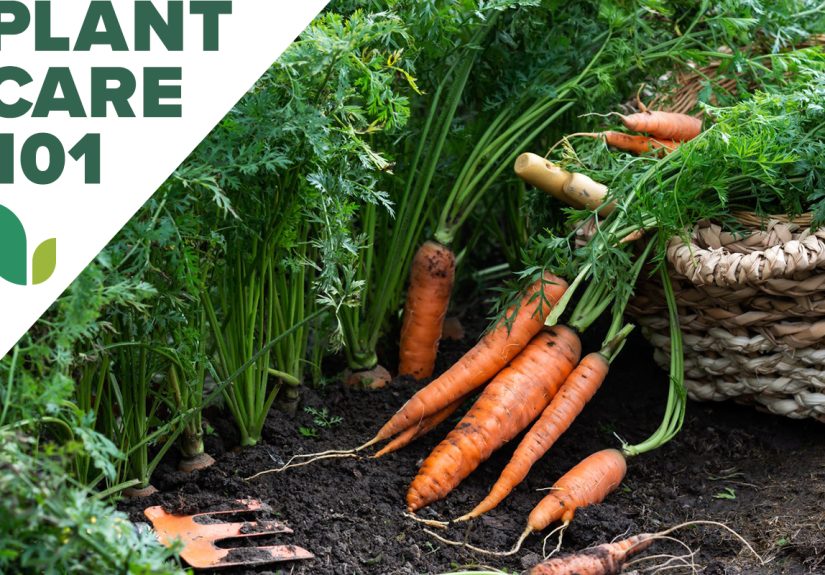 How to Grow Carrots - Bob Vila