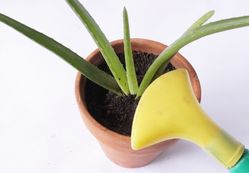 How to Plant Aloe Vera