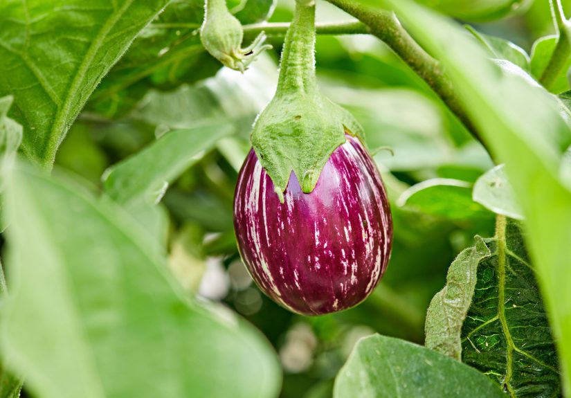 How to Plant and Grow Eggplant