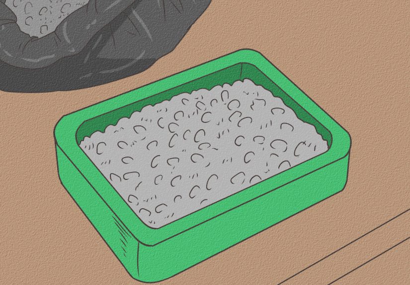 How to Potty Train Pet Rats: 7 Steps