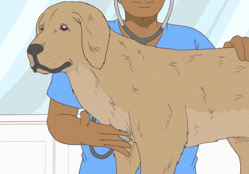 How to Take a Dog's Blood Pressure: Simple Methods