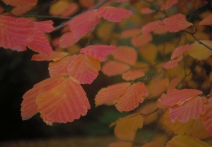 How to Trim Lacebark Elm