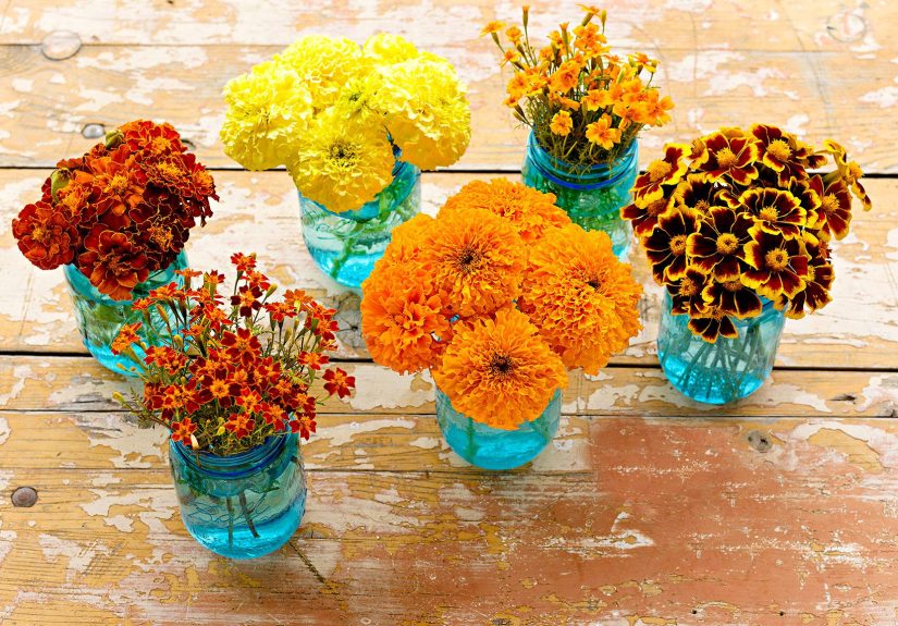 Learn About Birth Month Flowers and the Meanings Behind Them