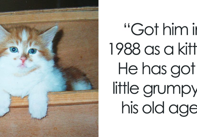Owner Got A Cat In 1988, Probably Did Not Expect To Throw Him A Birthday Party 30 Years Later