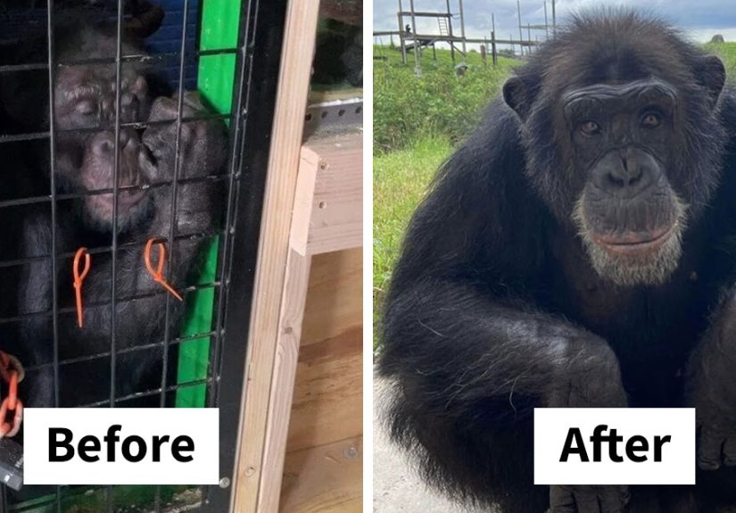 PETA Lawyer Exclusively Opens Up Amid Before And After Photos Of Tonka From “Chimp Crazy”