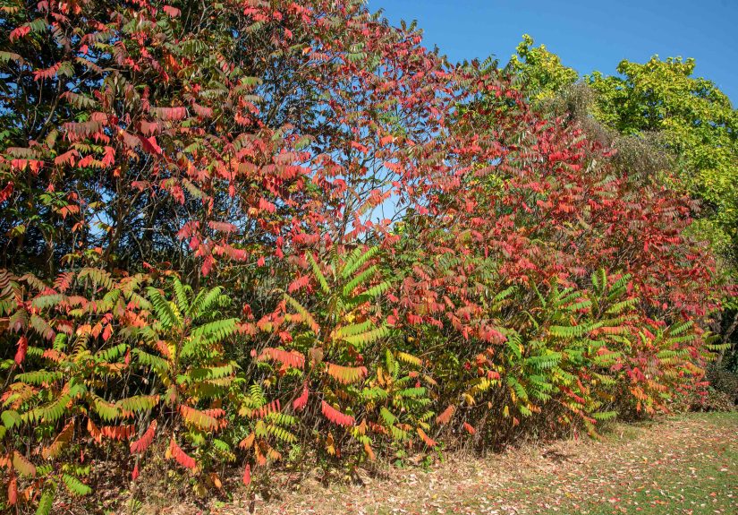 Poison Sumac vs. Staghorn Sumac: The Major Differences