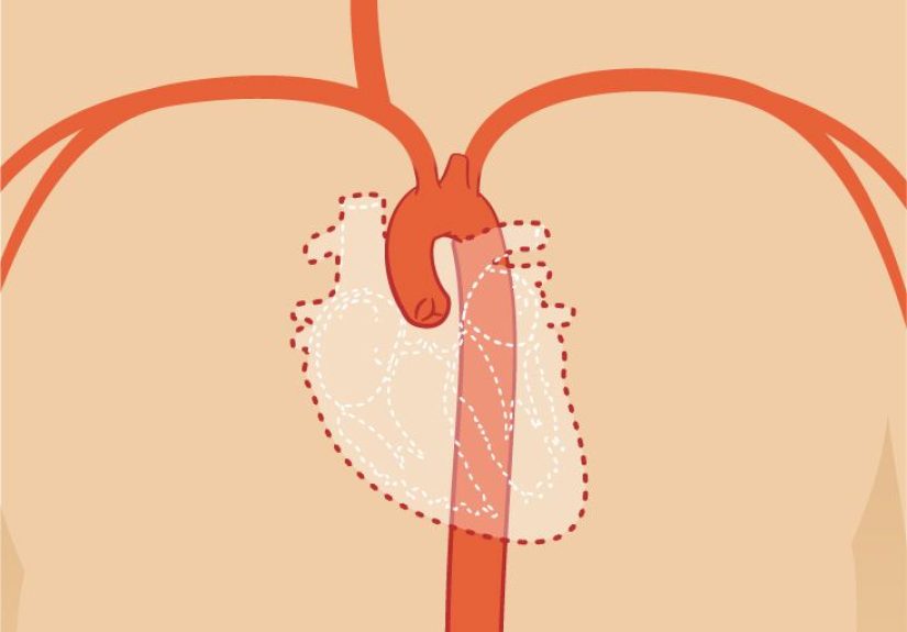 Right Ventricle Function, Definition & Anatomy