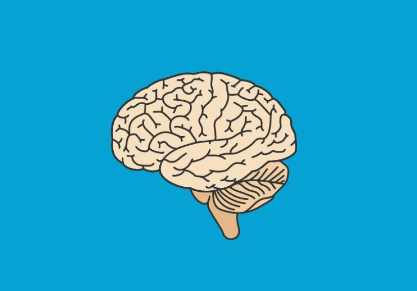Thalamus Location, Pictures & Images