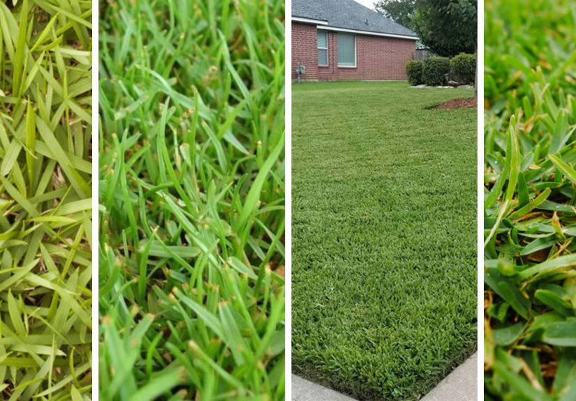 The Best Grass For North Texas - 4 Types For A Lush Lawn