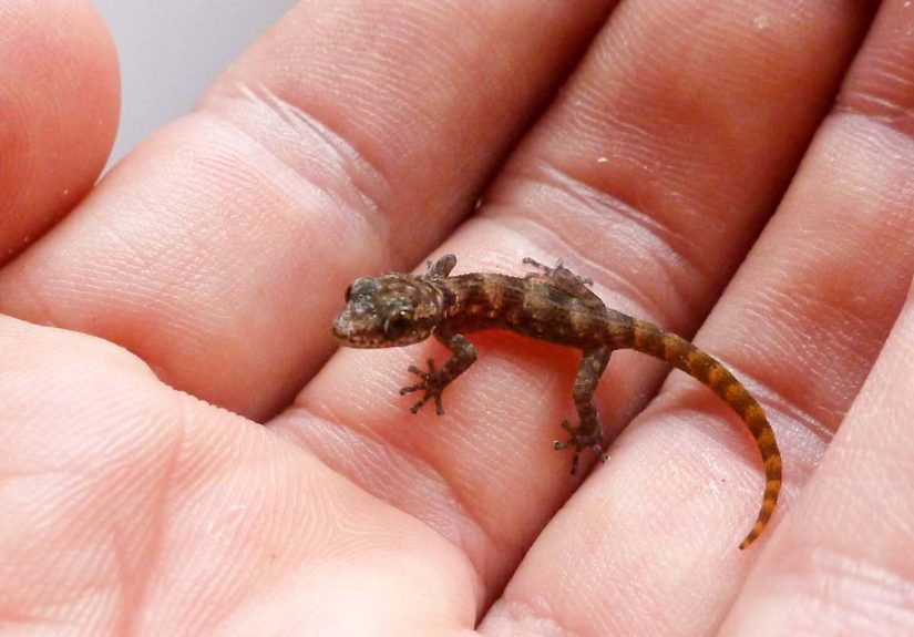 Tiny Gecko Rediscovered on Galápagos Island Where It Was Feared Extinct
